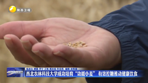 西北農(nóng)林科技大學(xué)成功培育“功能小麥” 有效控糖推動(dòng)健康飲食