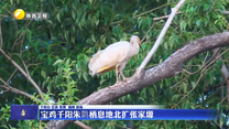 寶雞千陽(yáng)朱鹮棲息地北擴(kuò)張家塬