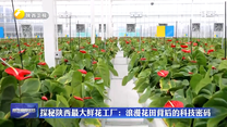 探秘陜西最大鮮花工廠：浪漫花田背后的科技密碼