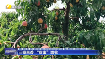 三秦果香 “甜蜜”增收