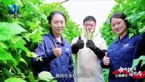 中国农资秀 (2025-06-27)