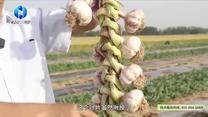 中国农资秀(2025-06-29)