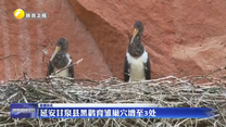 延安甘泉县黑鹳育雏巢穴增至3处