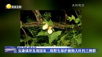 安康镇坪发现国家二级野生保护植物大叶杓兰种群