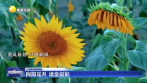 【大美陕西新画卷】向阳花开 流金溢彩