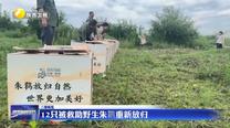 【三秦縱覽】12只被救助野生朱鹮重新放歸