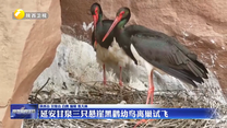 【三秦纵览】延安甘泉三只悬崖黑鹳幼鸟离巢试飞