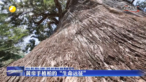 【文化中国行】黄帝手植柏的“生命远征”