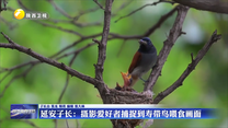 【三秦纵览】延安子长：摄影爱好者捕捉到寿带鸟喂食画面