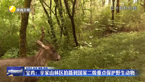 宝鸡：辛家山林区拍摄到国家二级重点保护野生动物