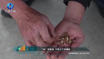 中国农资秀 (2025-07-05)