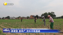 抓夏管 提单产 夯实丰收基础