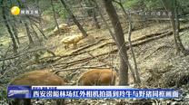 西安涝峪林场红外相机拍摄到羚牛与野猪同框画面