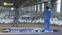 陕西首批3780只进口种鸭“落户”渭南大荔