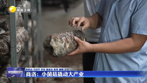 【深化拓展“三个年”活动 聚焦聚力打好“八场硬仗”】商洛：小菌菇撬动大产业