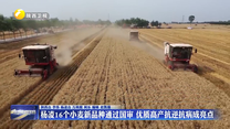 杨凌16个小麦新品种通过国审 优质高产抗逆抗病成亮点