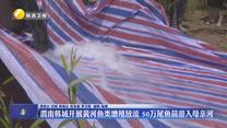 渭南韩城开展黄河鱼类增殖放流 50万尾鱼苗游入母亲河