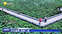 【大美陕西新画卷】炎炎盛夏 荷映三秦