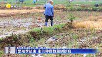 繁殖季结束 朱鹮种群数量创新高