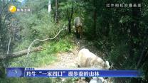 羚牛“一家四口”漫步秦岭山林