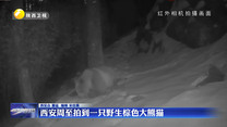西安周至拍到一只野生棕色大熊貓
