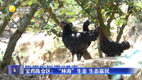寶雞陳倉(cāng)區(qū)：“林海”生金 生態(tài)富民