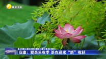 安康：夏季采收季 茶農(nóng)迎來(lái)“新”收獲