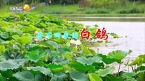 百家碎戲 (2025-07-27)
