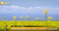 陜西油菜良種沿絲路“西進(jìn)”“長(zhǎng)安花”綻放青海