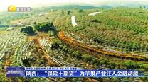 陜西：“保險+期貨”為蘋果產(chǎn)業(yè)注入金融動能