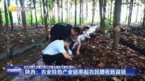 【在習(xí)近平新時代中國特色社會主義思想指引下】陜西：農(nóng)業(yè)特色產(chǎn)業(yè)鏈串起農(nóng)民增收致富鏈