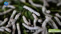 中国农资秀(2025-08-07)