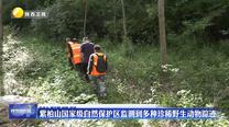 紫柏山国家级自然保护区监测到多种珍稀野生动物踪迹