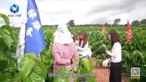 中国农资秀 (2025-08-10)