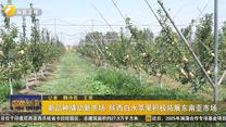 新品种撬动新市场 陕西白水苹果积极拓展东南亚市场