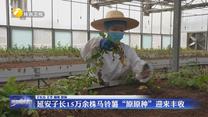 【三秦纵览】延安子长15万余株马铃薯“原原种”迎来丰收