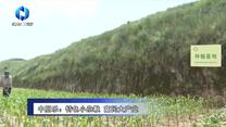 农村大市场(2025-08-14)