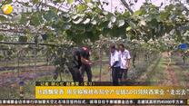 丝路飘果香 周至猕猴桃布局全产业链2.0引领陕西果业“走出去”