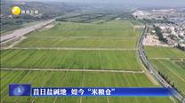 昔日盐碱地  如今“米粮仓”