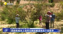 渭南韩城本土培养无刺花椒迎来首个采收季