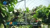 中国农资秀(2025-08-26)