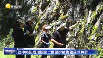 汉中略阳发现国家二级保护植物独蒜兰种群