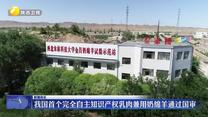 我国首个完全自主知识产权乳肉兼用奶绵羊通过国审