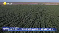 西安理工大學(xué)科研團(tuán)隊(duì)在新疆鹽堿地種出棉花