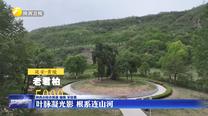 【大美陕西新画卷】叶脉凝光影 根系连山河