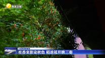 【大美陜西新畫卷】桂香欒影染秋色 稻浪花開映三秦