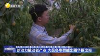 新动力撬动老产业 大荔冬枣智能出圈华丽出海