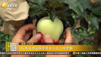 陕西宝鸡凤翔苹果首次出口俄罗斯
