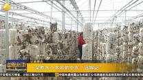 一朵柞水小木耳的中东“远嫁记”