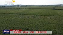 【西咸時(shí)間】西咸新區(qū)：好技術(shù)“護(hù)航”秋糧豐產(chǎn)豐收